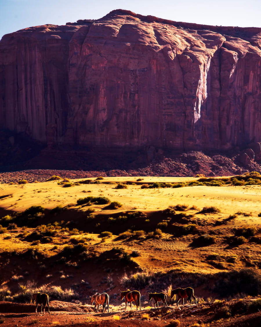Wild Horses at the Mesa — Framed Print on gallery wall