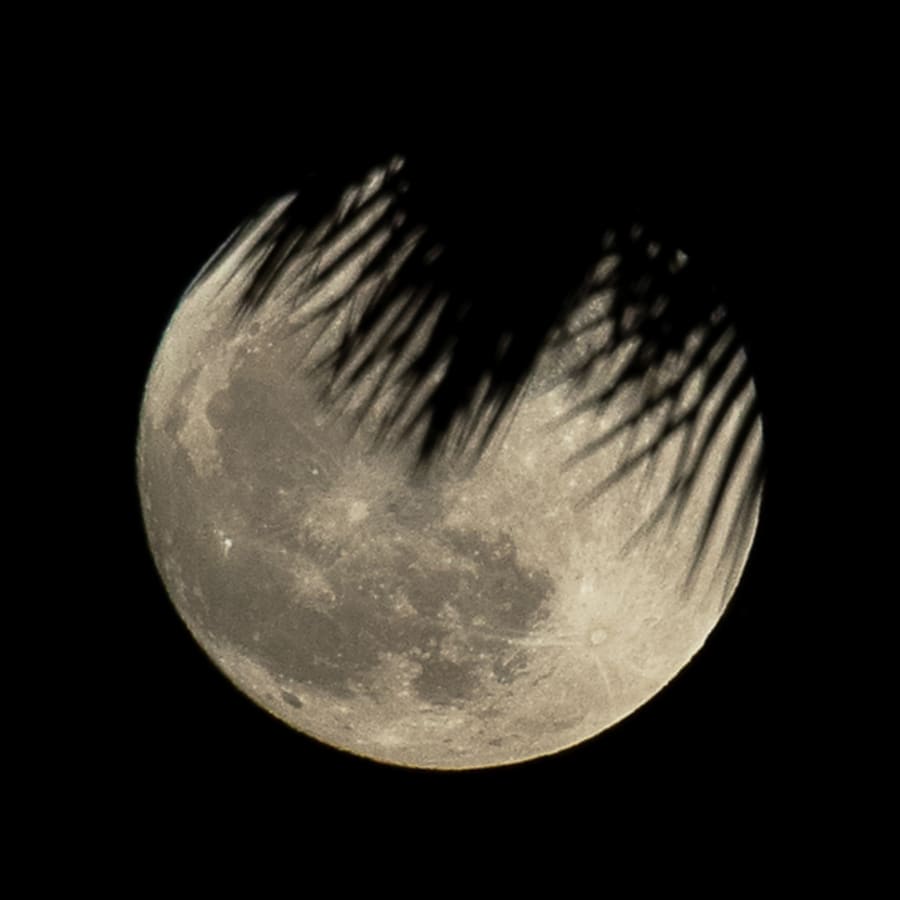 Palm Frond Moon — Framed Print on gallery wall
