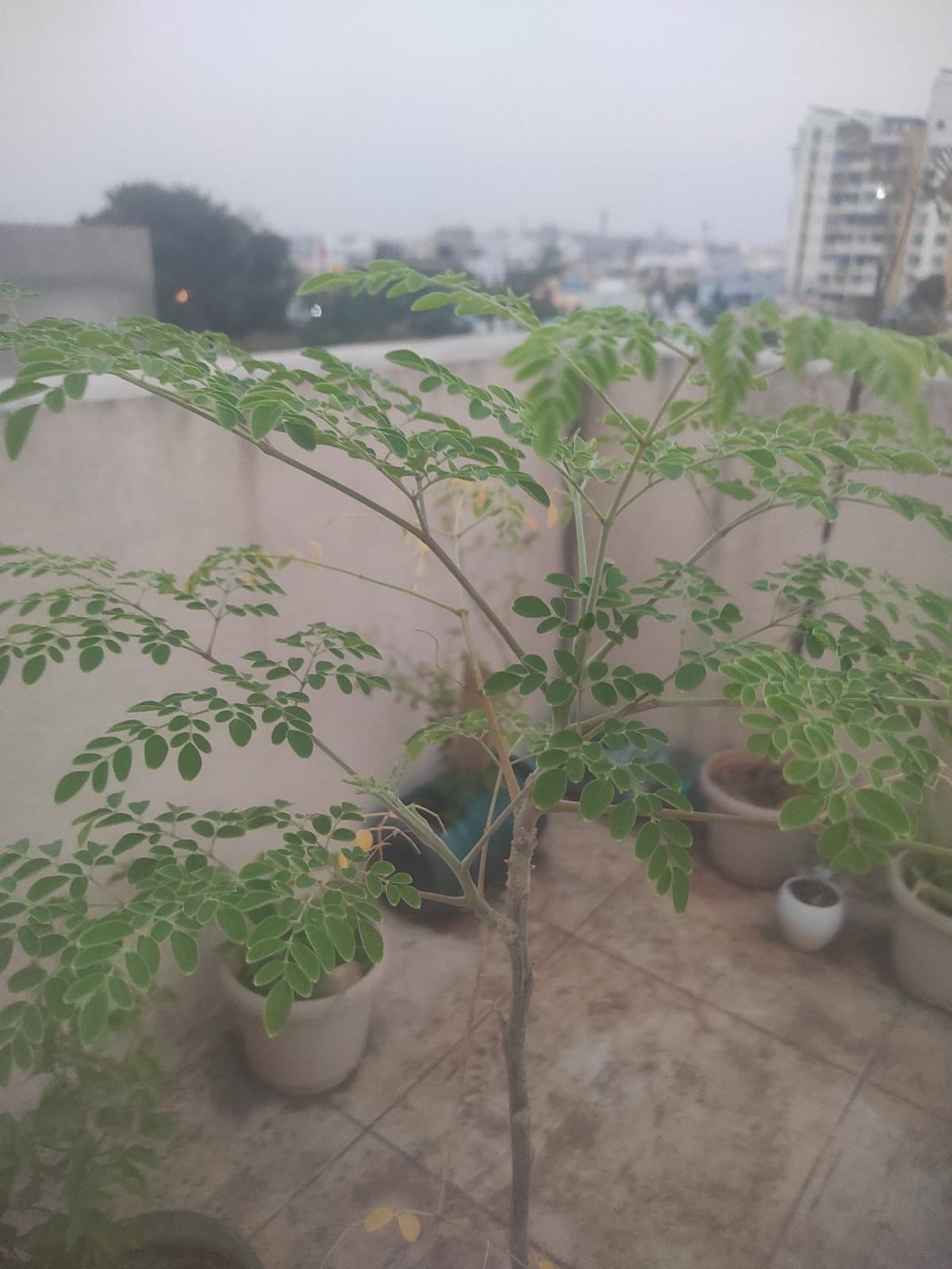 Healthy Moringa (Drumstick) Plant for Sale – Grow Your Own Drumsticks at Home Description for sale by Mohd Yusuf Azad in Bhosari, Pimpri-Chinchwad, Maharashtra. Condition: READY_TO_MOVE. image 1