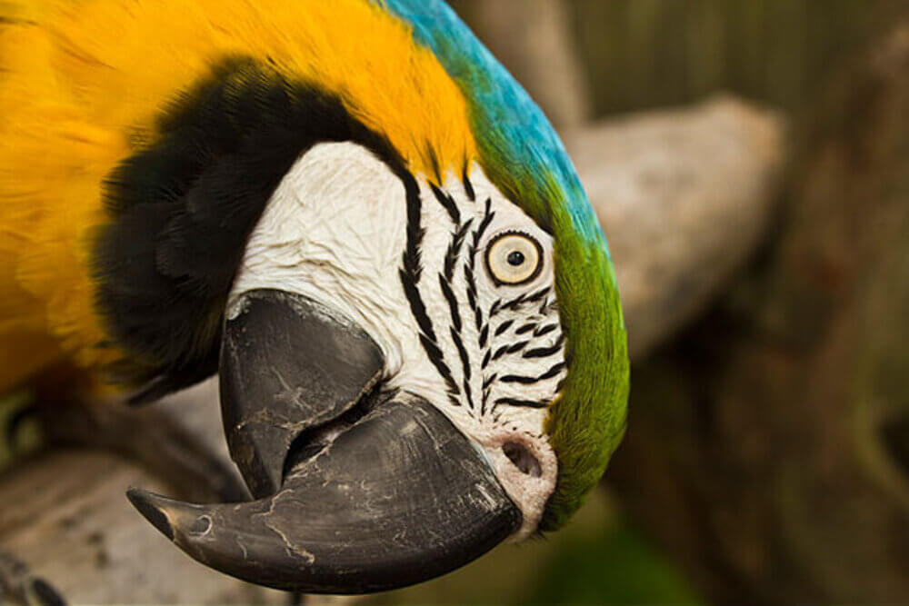 Tropical Birdland Leicester Destination Leicestershire