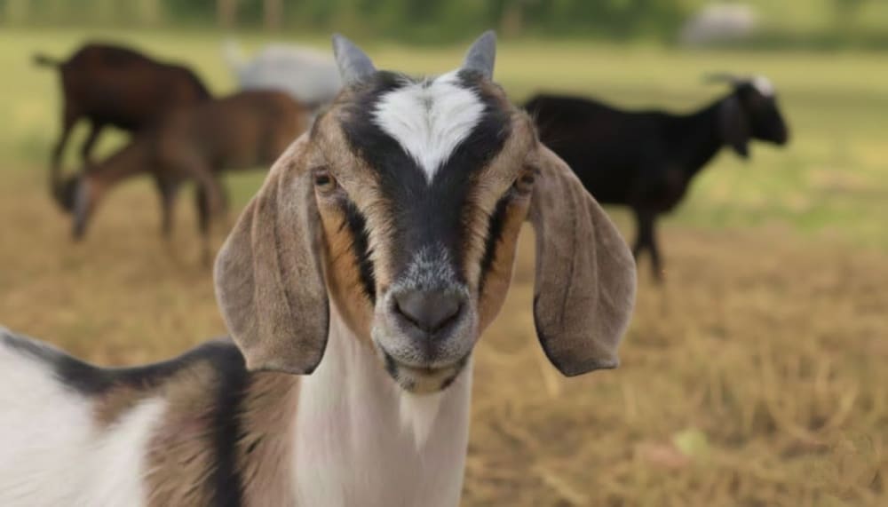 جِــدي بالطعَــام