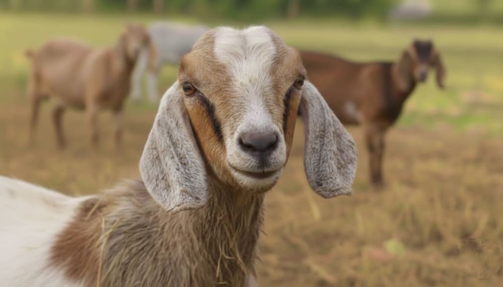 مَاعــز بالطَعــام