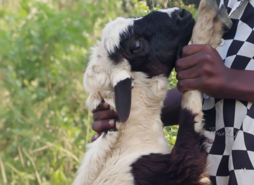 خَروف كَبير (حَجم مُميز)