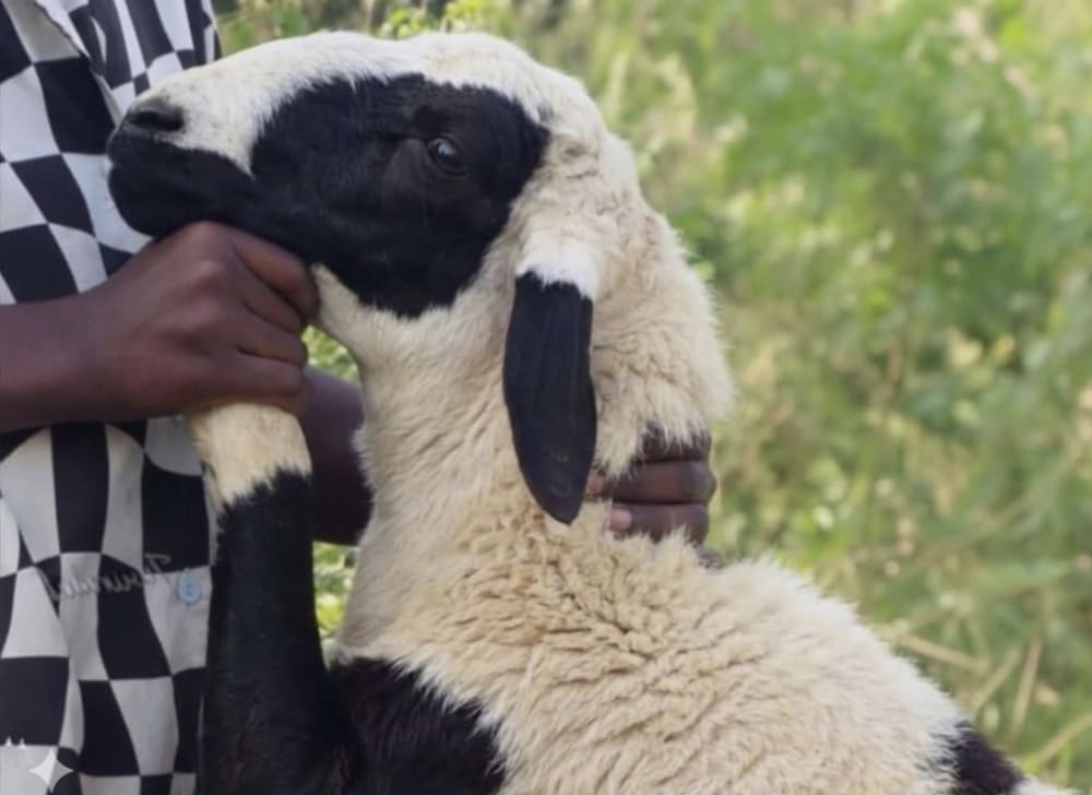 خَروف كَبير بالطَعام (حَجم مُميز)