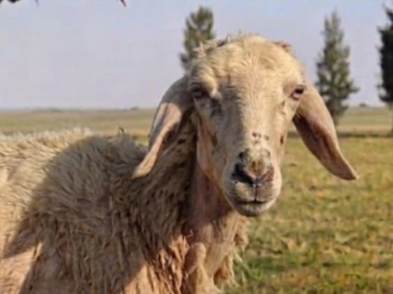 خَــروف بالطعَــام