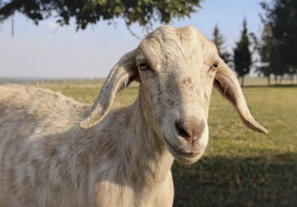 مَاعــز بالطَعــام