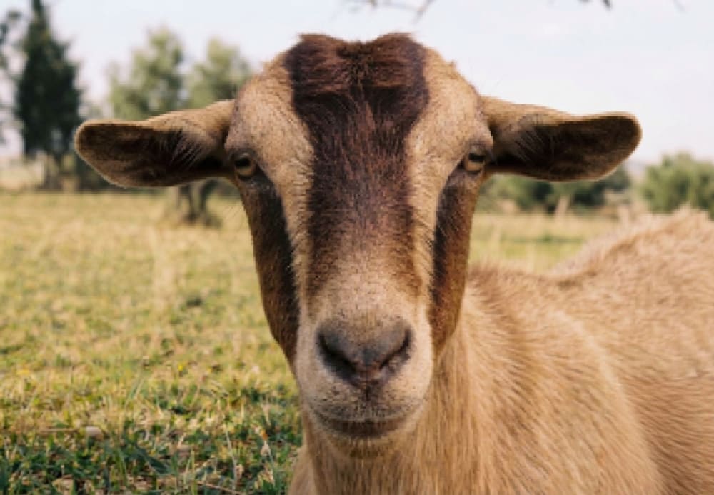 جِــدي بالطعَــام