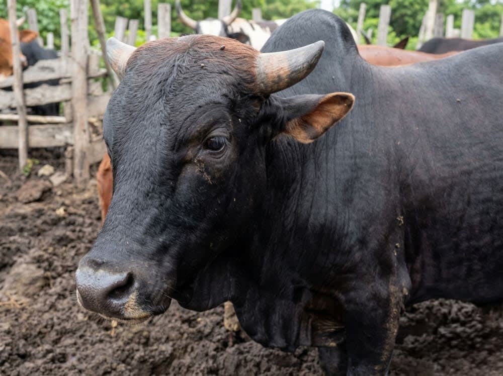 عِجــل بالطعَــام