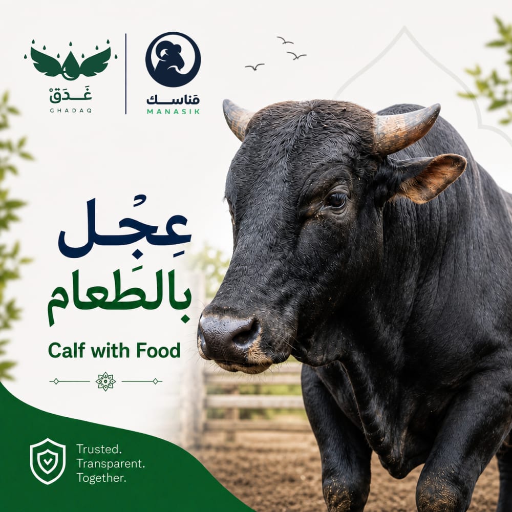 عِجــل بالطعَــام