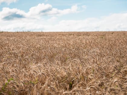 В Тульской области снизится объем посева зерновых культур