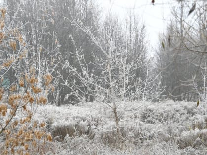 Прогноз погоды в Туле на 22 января
