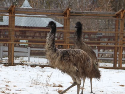 В Центральном парке Тулы поселилась пара австралийских страусов эму