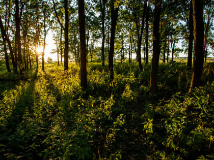 Поел краснокнижных грибов, приготовленных на костре возле деревьев – получи штраф: что нельзя делать в лесу