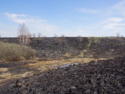 В Тульской области огонь уничтожил крупную популяцию краснокнижной сон-травы