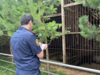 В Алексине медведь напал на женщину с ребенком. Организаторов нелегальной зоофермы будут судить