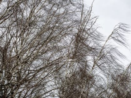 Усиление ветра в Тульской области