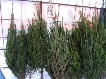 С 9 января туляки могут сдать ставшие ненужными живые елки на переработку