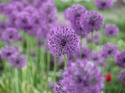 Синоптики рассказали, чем закончится весна и начнется лето в Тульской области