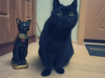 В России изобрели «умный» ошейник для кошек, мониторящий здоровье по голосу