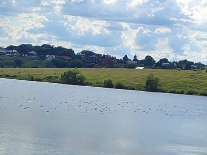 Новомосковцы сообщают о массовой гибели рыбы