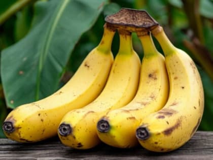 Первые выращенные в России бананы покажут в конце года