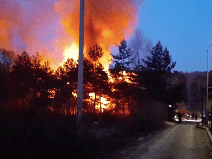 В Алексине тушат сильный пожар в сосновом бору. Видео