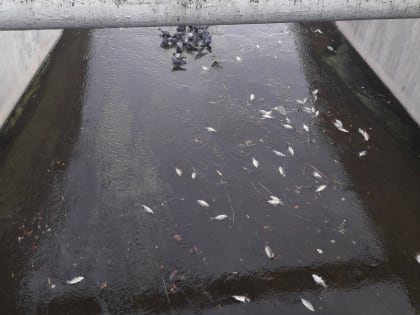В пруду Богородицка погибла рыба