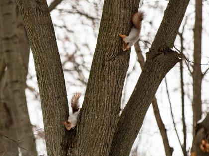19 января температура в Тульской области поднимется до +5 градусов