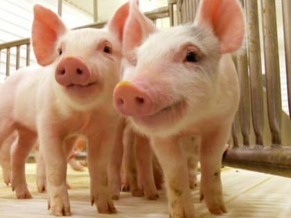 В 2024 году в Тульской области зарегистрировано более 300 тысяч голов свиней