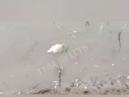 Туляки пожаловались на мертвую рыбу в Упе