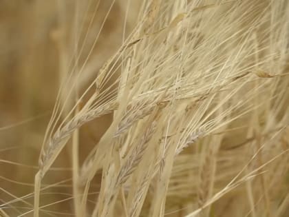 В Кимовском районе уменьшили зону карантина, введенного из-за болезней растений