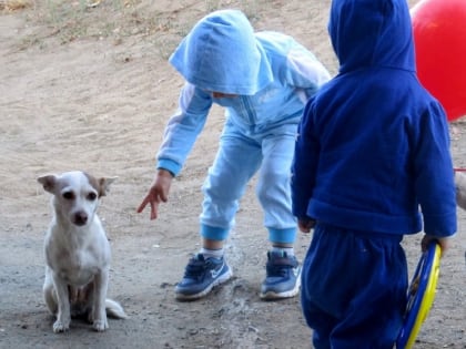 Тульский 8-летний ребенок получит 70 тысяч рублей компенсации за укус собаки