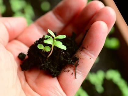 Правила отбора проб почвы