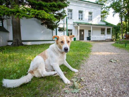 Роспотребнадзор рассказал тулякам, какими инфекциями можно заразиться от собак
