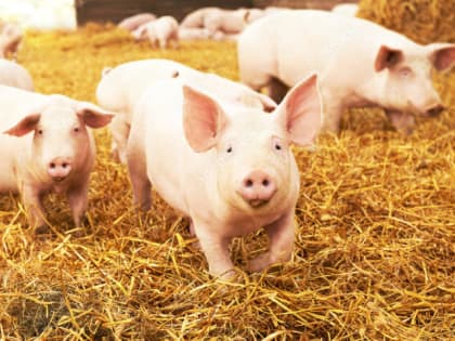 Производство свинины в Тульской области увеличат до 64 тысяч тонн в год