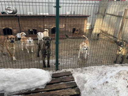 Домашний питомник для бездомных собак