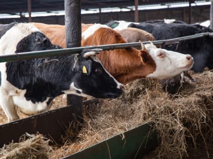 Житель Щекино предстанет перед судом за мошенничество с коровами