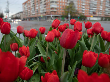 25 мая в Туле будет облачно, а термометры покажут +10 градусов