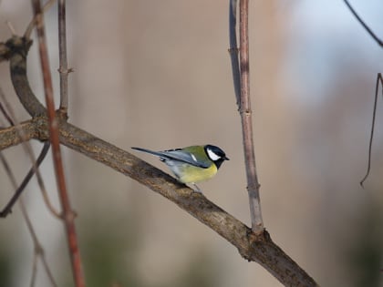 В Туле и области ожидаются дождь со снегом и до +4 градусов 14 марта
