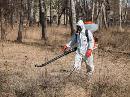 В Тульской области растет число пострадавших от укусов клещей