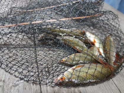 Дождливая погода «Карпенку» не помеха