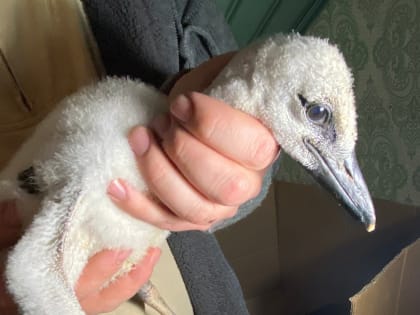 В Туле спасли выпавшего из гнезда аистенка