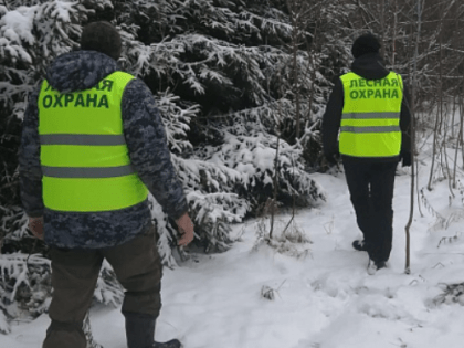 В новогодние праздники из лесов Тульской области не украли ни одной ёлки