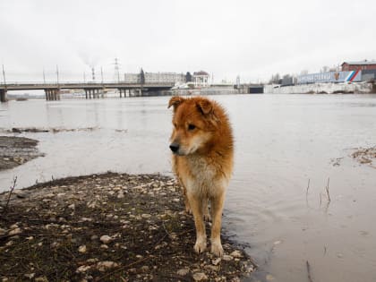 В России приняли закон о штрафах до 200 тысяч рублей за выброшенных животных