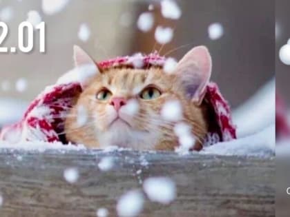 Утренний дайджест ИА «За Новомосковск»: пожар в Туле, гонка на 15 км и «Люди дела Новомосковска»