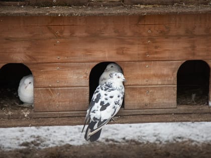 28 января: какой праздник отмечают сегодня, этот день в истории России и Тулы