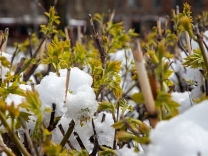 Сильные осадки и гололедица ждут Тульскую область с 6 по 10 марта