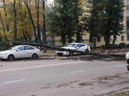 В Туле упавшим деревом на улице Руднева придавило иномарку