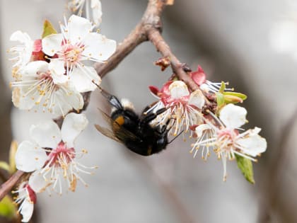 До +21 и первая гроза: какая погода ожидается в Тульской области с 24 по 28 апреля