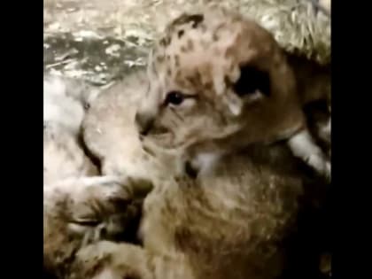 Львятам из Тульского цирка дали имена Тула, Пряник, Патрон и Киара